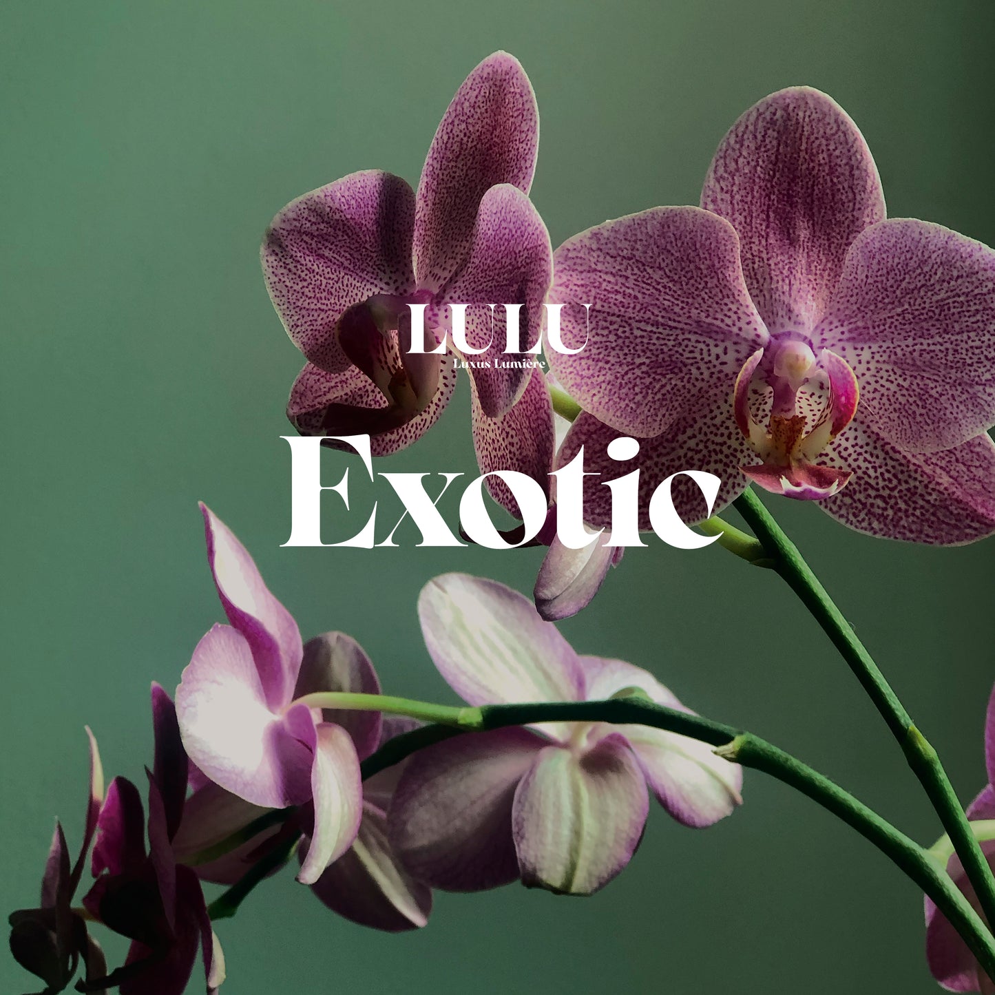 EXOTIC