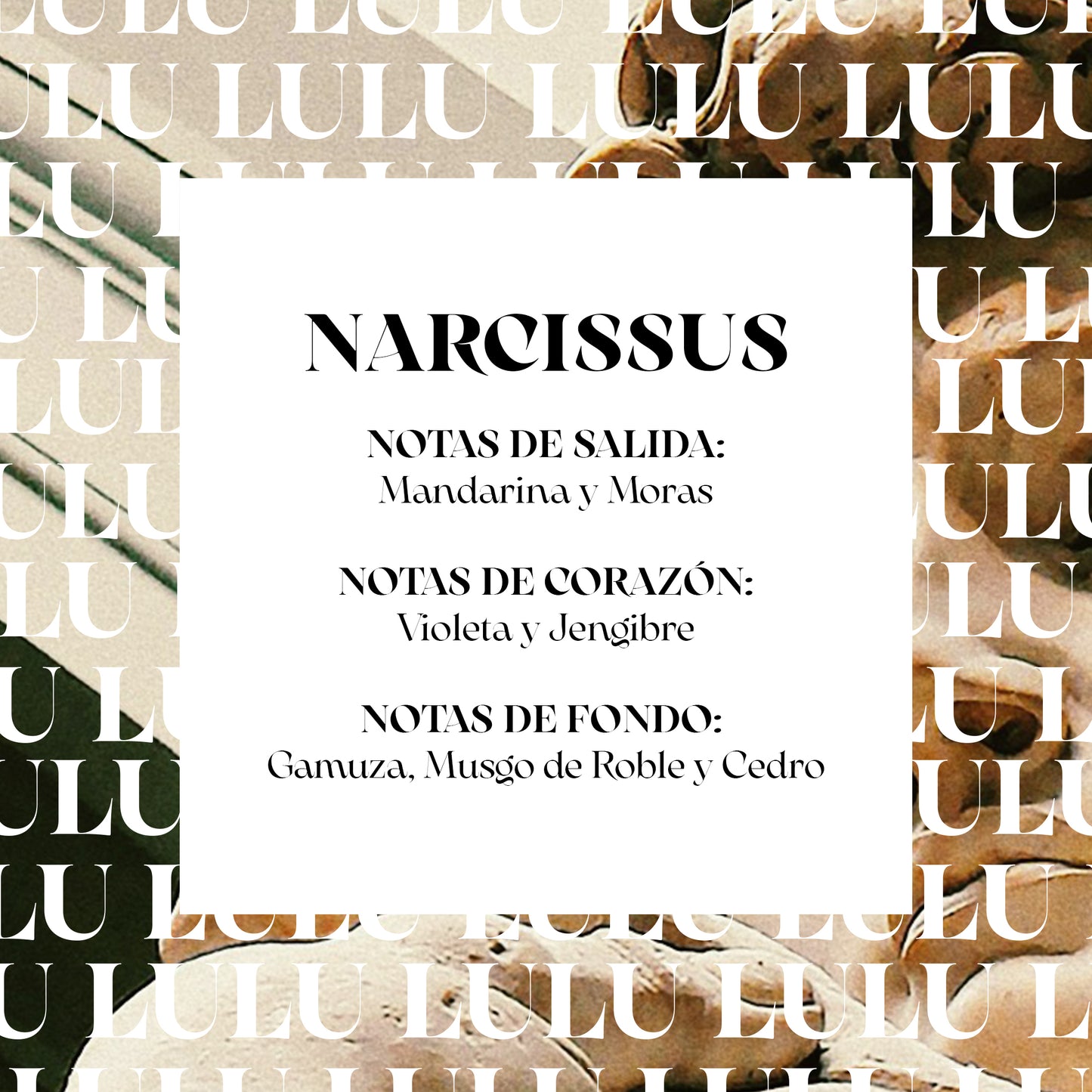 NARCISSUS